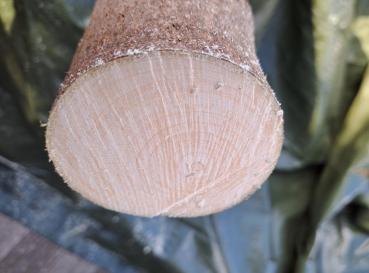 Baumsäge / Grünholzsäge 330 mm – Perfekt für Garten & Obstbau